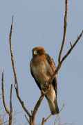 Орел-карлик фото (Hieraaetus pennatus) - изображение №691 onbird.ru.<br>Источник: www.hawar-islands.com